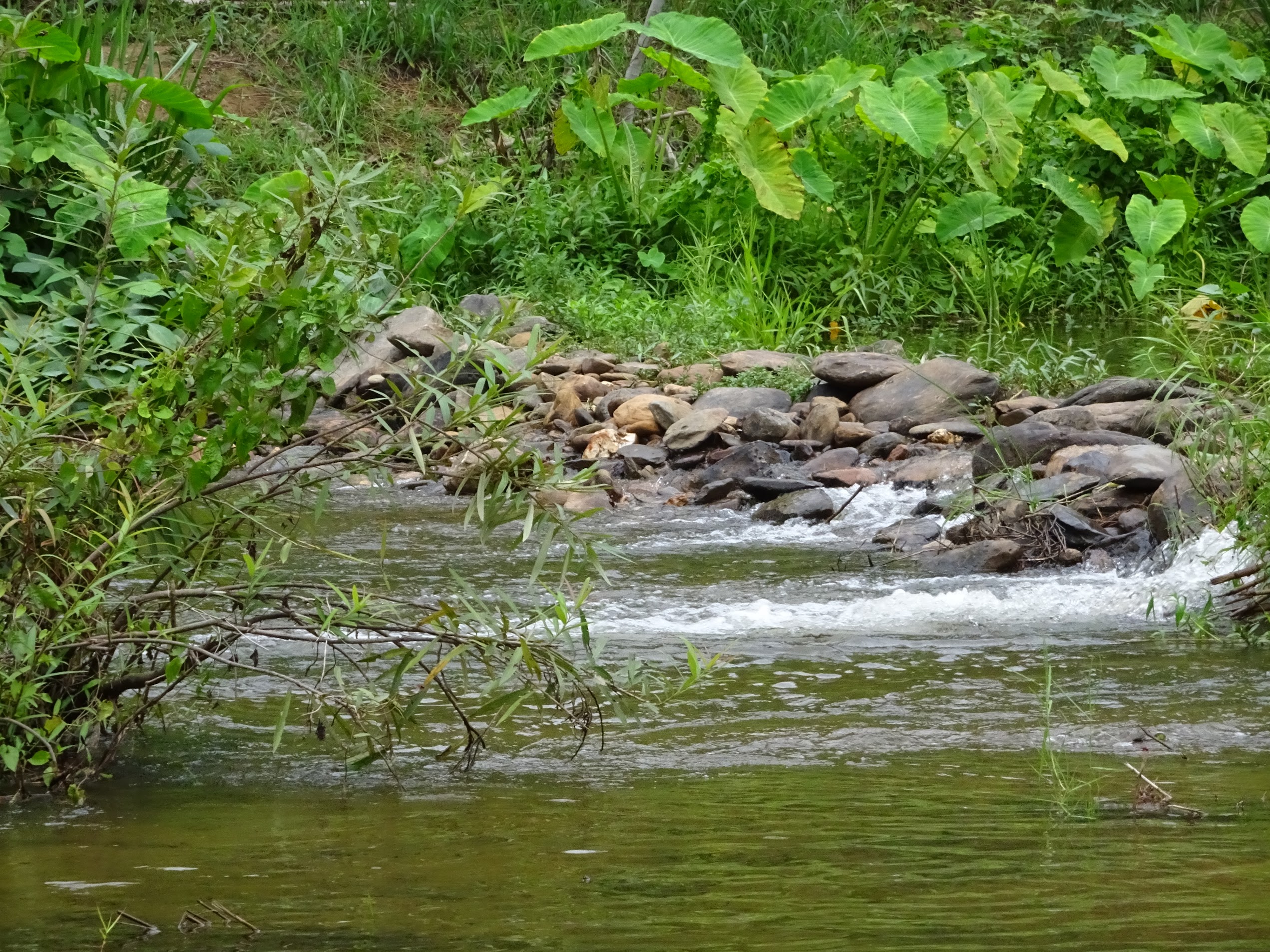 ลำธารน้ำใสไหลผ่านแก่งหินในหมู่บ้านป่าหมาก